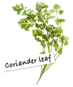 Coriander leaf
