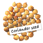 Coriander seed