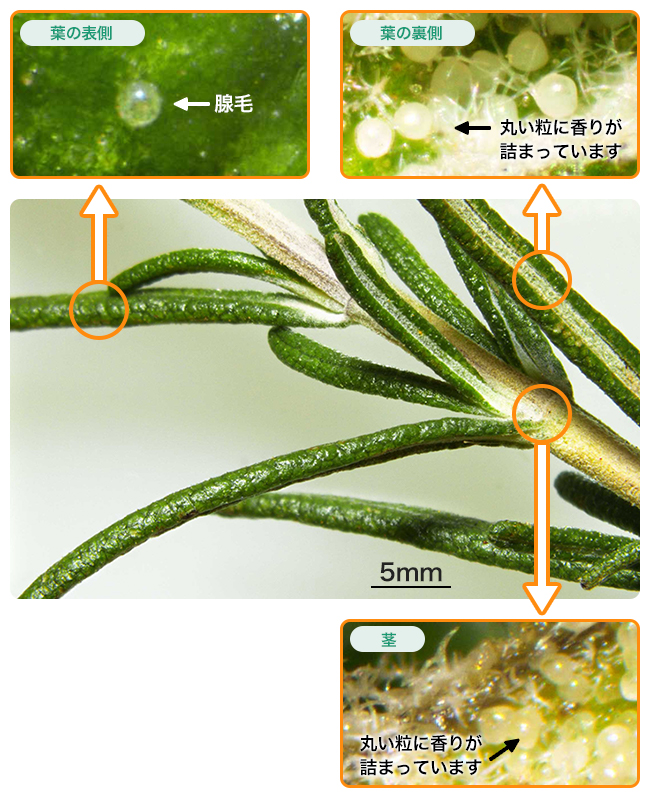 5mm / 葉の表側 腺毛 / 葉の裏側、茎 丸い粒に香りが詰まっています