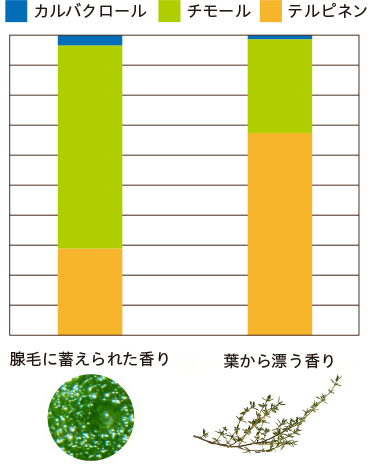 腺毛に蓄えられた香り 葉から漂う香り カルバクロール チモール テルピネン
