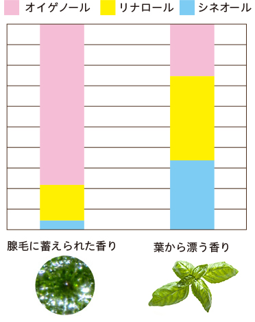 腺毛に蓄えられた香り 葉から漂う香り オイゲノール リナロール シネオール