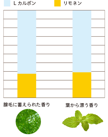 腺毛に蓄えられた香り 葉から漂う香り L-カルボン リモネン