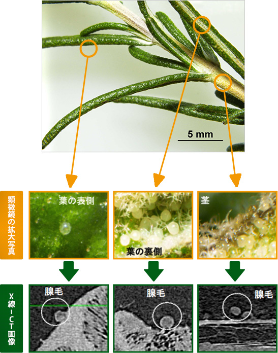 5mm 顕微鏡の拡大写真：葉の表側 葉の裏側 茎 X線-CT画像：腺毛 腺毛 腺毛