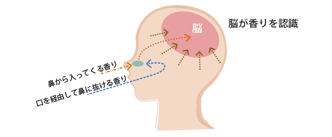 脳が香りを認識する仕組み