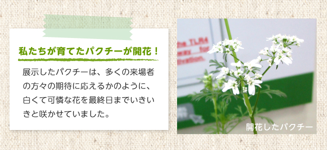 私たちが育てたパクチーが開花！ 展示したパクチーは、多くの来場者の方々の期待に応えるかのように、白くて可憐な花を最終日までいきいきと咲かせていました。 開花したパクチー