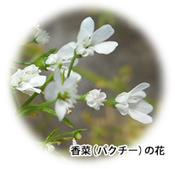 香菜（パクチー）の花