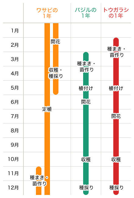 ワサビの1年…11月～12月：種まき・苗作り 1月～12月：定植 2月：開花 3月～5月：収穫・種採り バジルの1年…3月～4月：種まき・苗作り 5月：植付け 6月：開花 10月：収穫 12月：種採り トウガラシの1年 2月～3月：種まき・苗作り 5月：植付け 7月：開花 10月：収穫 12月：種採り