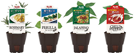 S&Bハーブ苗
