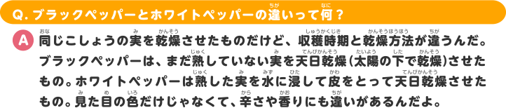 Q.ブラックペッパーとホワイトペッパーの違いって何？ A.同じこしょうの実を乾燥させたものだけど、収穫時期と乾燥方法が違うんだ。ブラックペッパーは、まだ熟していない実を天日乾燥させたもの。ホワイトペッパーは熟した実を水に浸して皮をとって天日乾燥（太陽の下で乾燥）させたもの。見た目の色だけじゃなくて、辛さや香りにも違いがあるんだよ。