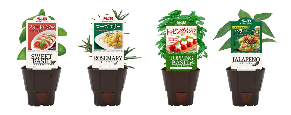 ハーブ苗