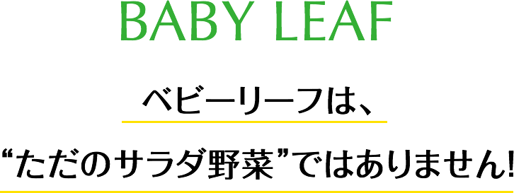 BABY LEAF ベビーリーフは、ただのサラダ野菜ではありません！