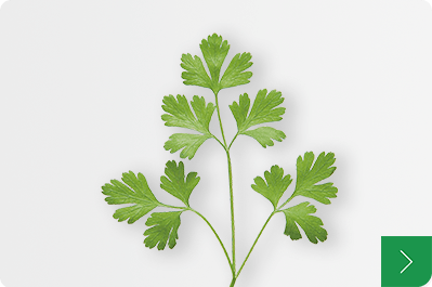 Italian Parsley イタリアンパセリ