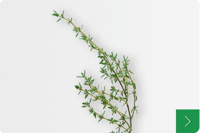 Thyme タイム
