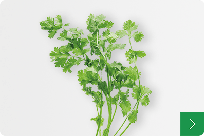 Coriander パクチー（香菜）