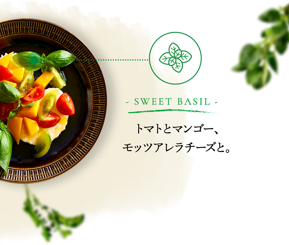 セール 東京 軽食品 ハーブのような爽やかな風味と香り 油