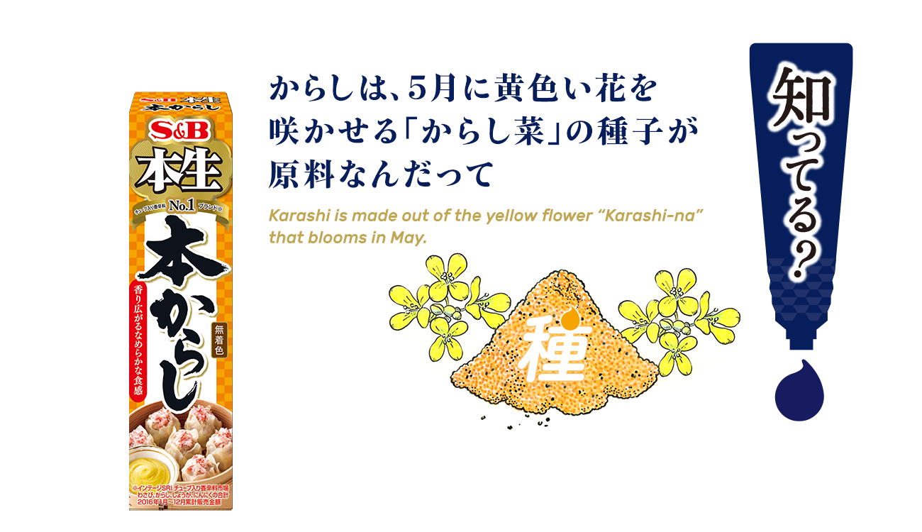 からしは、5月に黄色い花を咲かせる「からし菜」の種子が原料なんだって