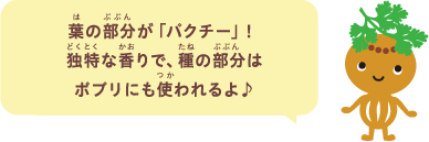 葉の部分が「パクチー」！独特な香りで、種の部分はポプリにも使われるよ♪