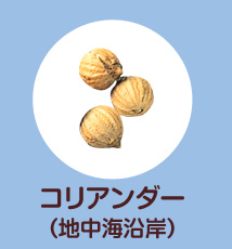 コリアンダー