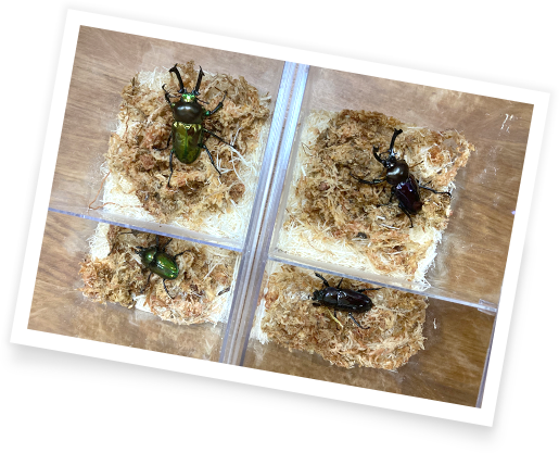 採集・飼育・繁殖