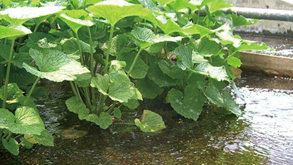 日本で古くから栽培されていた“わさび”