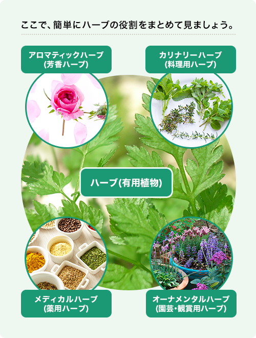 ここで、簡単にハーブの役割をまとめて見ましょう。 ハーブ（有用植物）/アロマティックハーブ（芳香ハーブ）、メディカルハーブ（薬用ハーブ）、オーナメンタルハーブ（園芸・観賞用ハーブ）、カリナリーハーブ（料理用ハーブ）