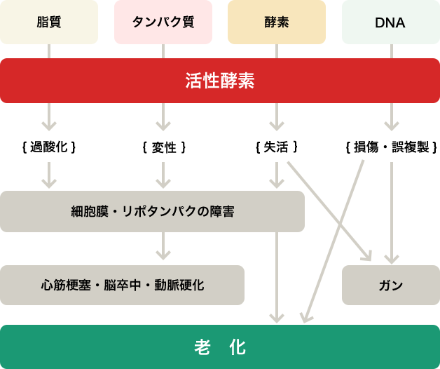 脂質 タンパク質 酵素 DNA 活性酵素 過酸化 変性 失活 損傷・誤複製 細胞膜・リポタンパクの障害 心筋梗塞・脳卒中・動脈硬化 ガン 老化