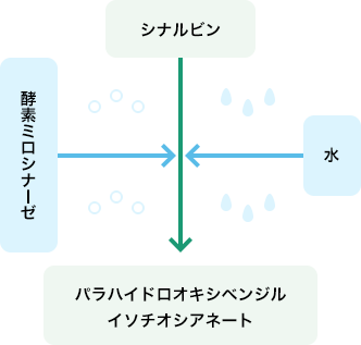シナルビン 水 酵素ミロシナーゼ パラハイドロオキシベンジルイソチオシアネート