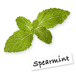 Spearmint