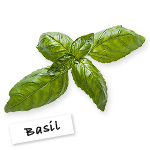 Basil