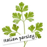 Italian parsley