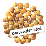 Coriander seed