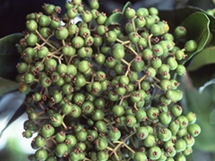 スパイス＆ハーブ事典：オールスパイス