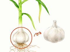 SPICE&HERB GARDEN MUSEUM：ガーリック