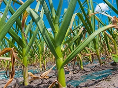 スパイス＆ハーブ事典：ガーリック