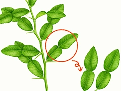 SPICE&HERB GARDEN MUSEUM：カフェライムリーフ