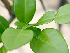 スパイス＆ハーブ事典：カフェライムリーフ