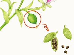 SPICE&HERB GARDEN MUSEUM：カルダモン