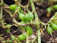 スパイス＆ハーブ事典：カルダモン