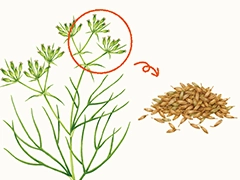 SPICE&HERB GARDEN MUSEUM：クミン