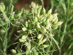 スパイス＆ハーブ事典：クミン