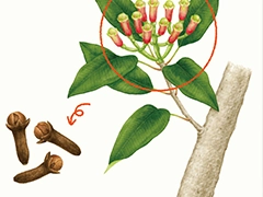 SPICE&HERB GARDEN MUSEUM：クローブ