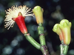 スパイス＆ハーブ事典：クローブ