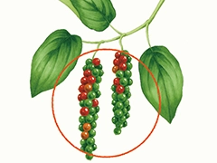 SPICE&HERB GARDEN MUSEUM：こしょう