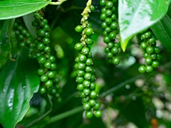 スパイス＆ハーブ事典：グリーンペッパー