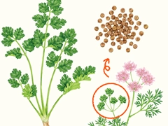 SPICE&HERB GARDEN MUSEUM：コリアンダー