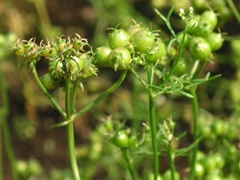 スパイス＆ハーブ事典：コリアンダーシード