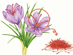 SPICE&HERB GARDEN MUSEUM：サフラン