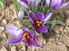 スパイス＆ハーブ事典：サフラン