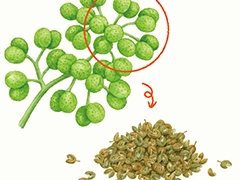 SPICE&HERB GARDEN MUSEUM：山椒