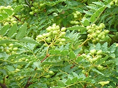 スパイス＆ハーブ事典：山椒